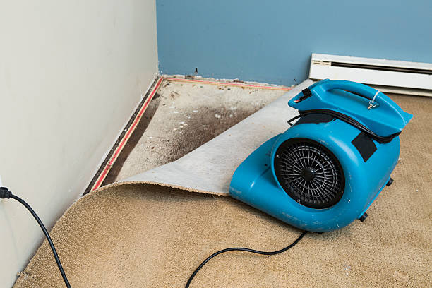 Best Professional water damage repair  in Whitewater, CA